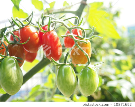 Mini Tomato Mini Tomato 10871692