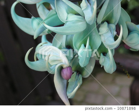 Hizyukizura 10871898