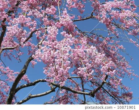 下垂的櫻桃樹 10871901