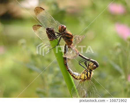 配對 配對 10871902