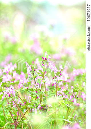 Field of spring. 10871937