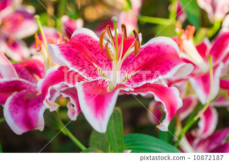 Beautiful pink lily, on flower background 10872187