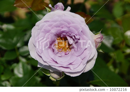 A blue rose is in bloom! Bluebay 10872216