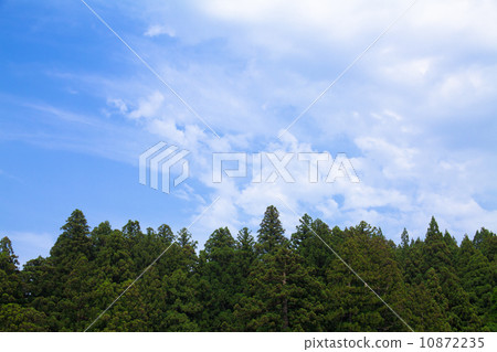 雪松和天空 10872235