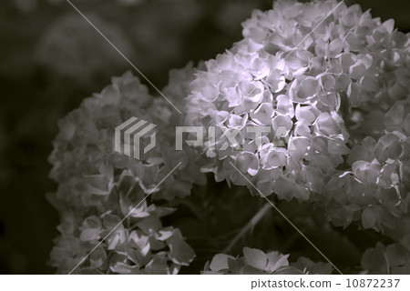 繡球 繡球 10872237