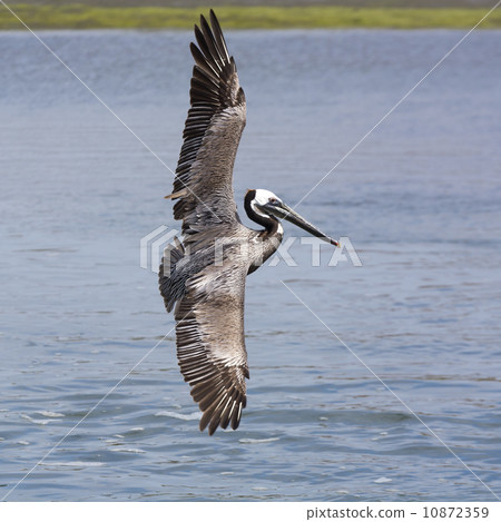Brown Pelican in flight 10872359