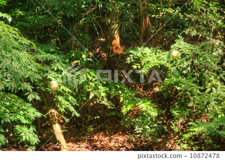 Branches and leaves of a tree with an egg mass that seems to be a Moria frog 10872478