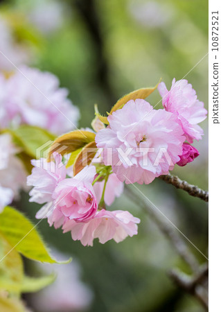 Spring flowers cherry blossoms (Hakusan big tiger, Hakusan ooh Temari) 10872521