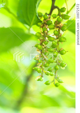 Kiboshi的果實 10872572