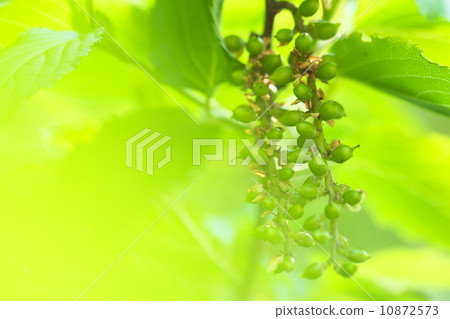 Kiboshi的果實 10872573