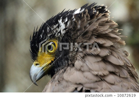 Eagle -- Crested Serpent Eagle (Spilornis Cheela) Eagle -- Crested Serpent Eagle (Spilornis Cheela) 10872619