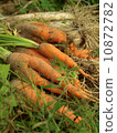Harvest of carrot 10872782