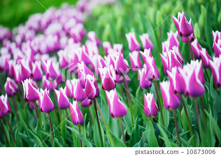 Multicolored tulips Multicolored tulips 10873006