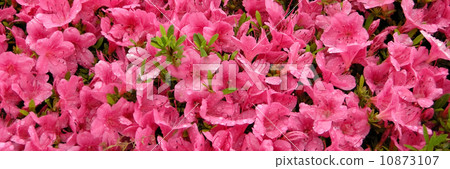 Satsuki Satsuki 10873107