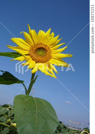 sunflower	 10873151