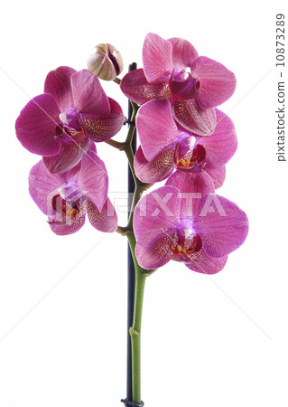 Pink orchid 10873289