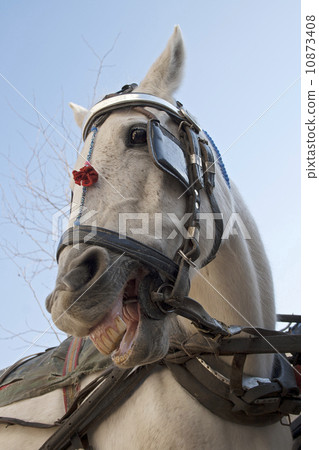 Portrait of a horse with harness Portrait of a horse with harness 10873408