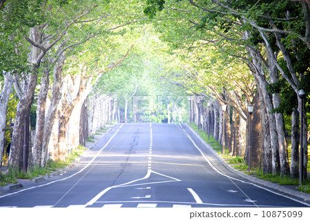 法國梧桐路的早晨 10875099