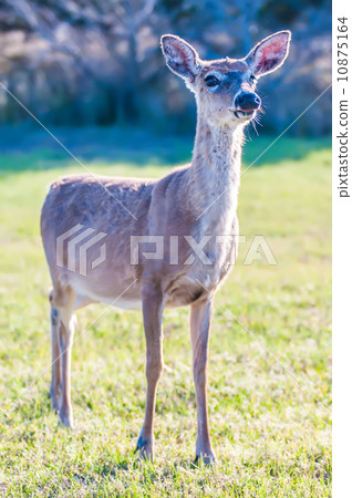 white tail deer bambi in the wild 10875164
