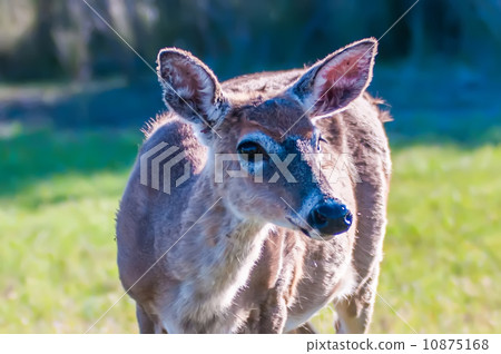 white tail deer bambi in the wild 10875168
