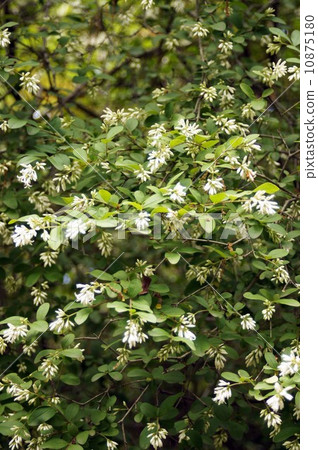 Ibotanoki之花 10875180