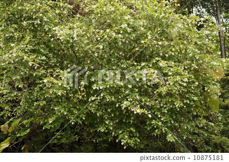 Ibotanoki之花 Ibotanoki之花 10875181