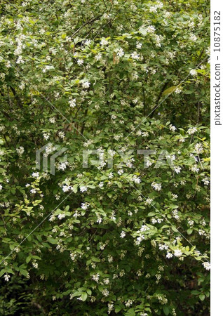 Flower of Ibotanoki Flower of Ibotanoki 10875182