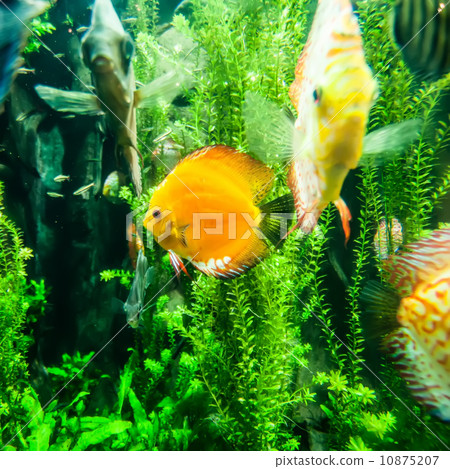 salt water fish in the ocean or aquarium 10875207