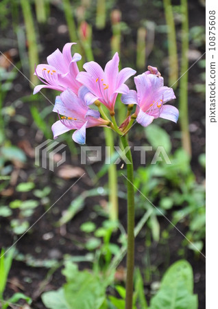Natsuisen Sen Natsuisen Sen 10875608
