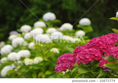 繡球花雨季圖像 10875774