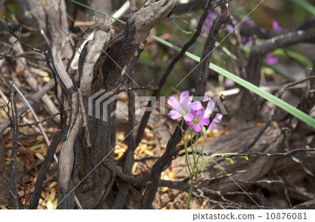 Dead trees and flowers Dead trees and flowers 10876081