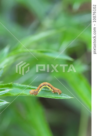 Chakogorimushi 10876102