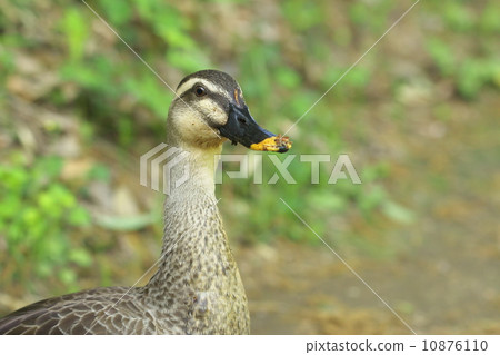 鴨 10876110