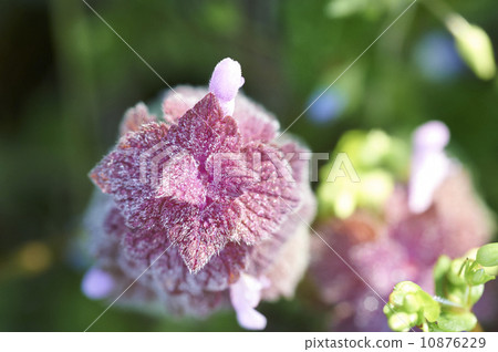 Himeodoricosoum Himeodoricosoum 10876229