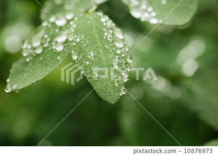 raindrops on green leaves 10876973