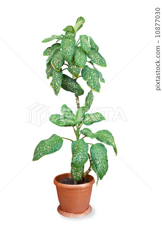 Dieffenbachia Dieffenbachia 10877030