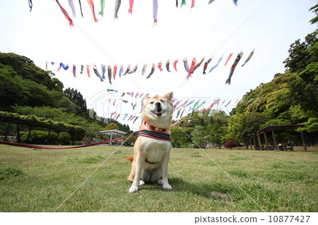 Shiba Inu和Koinori 1 10877427