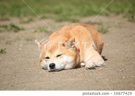 Shiba Inu sleeps 10877429