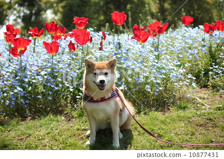 Shiba Inu, Tulip and Nemophila 10877431