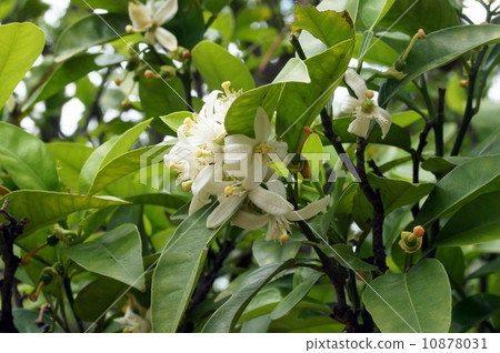 Mandarin orange flowers 10878031