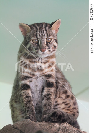 Endangered crisis Tsushima Yumenko Endangered crisis Tsushima Yumenko 10878260