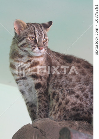 Endangered crisis Tsushima Yumenko Endangered crisis Tsushima Yumenko 10878261