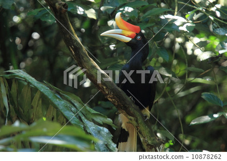 The hornbill 10878262