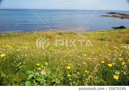 蒲公英和大海 10878286