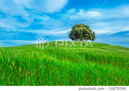 tree in the green field 10878590