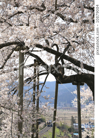 Tozumi的櫻花 10879084