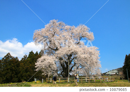 Tozumi的櫻花 Tozumi的櫻花 10879085