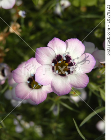Gilia Tricoror 10879223