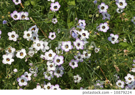 Gilia Tricoror 10879224