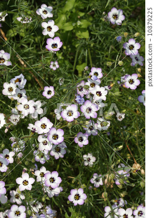 Gilia Tricoror 10879225
